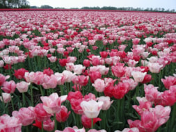 Hemipshere Field